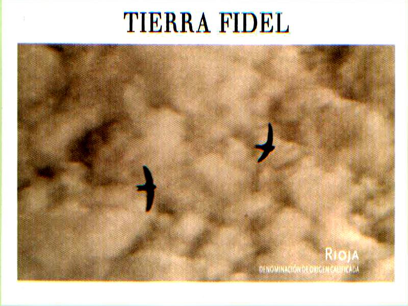 Tierra Fidel Blanco