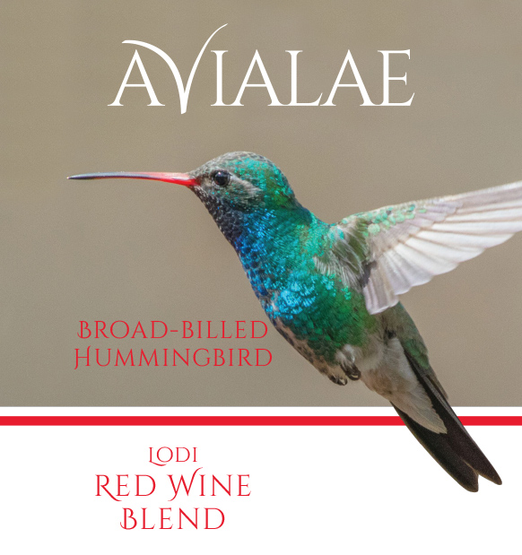 Broad-Billed Hummingbird Avialae