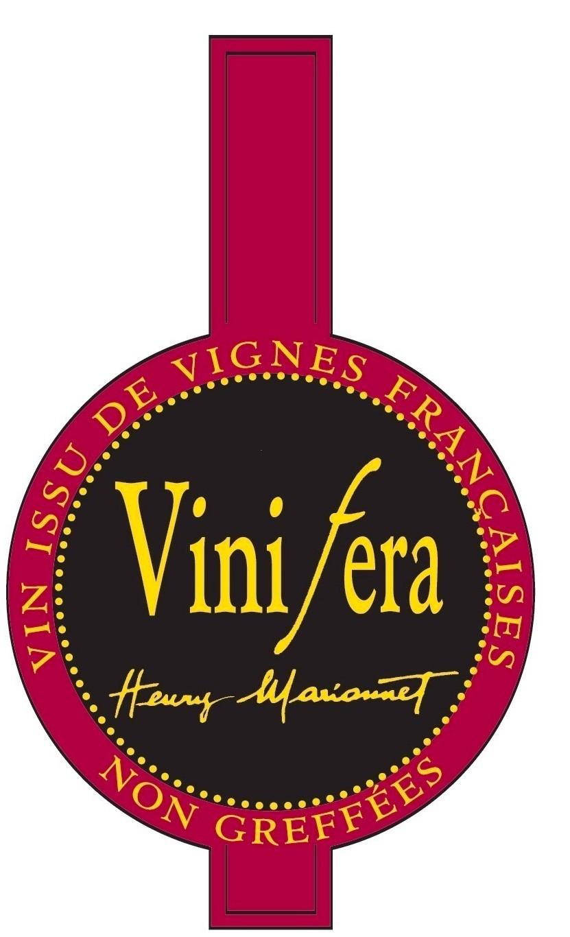 Vinifera