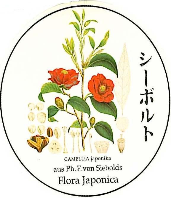 Bacchus Würzburger Pfaffenberg - Kabinett Prädikatswein