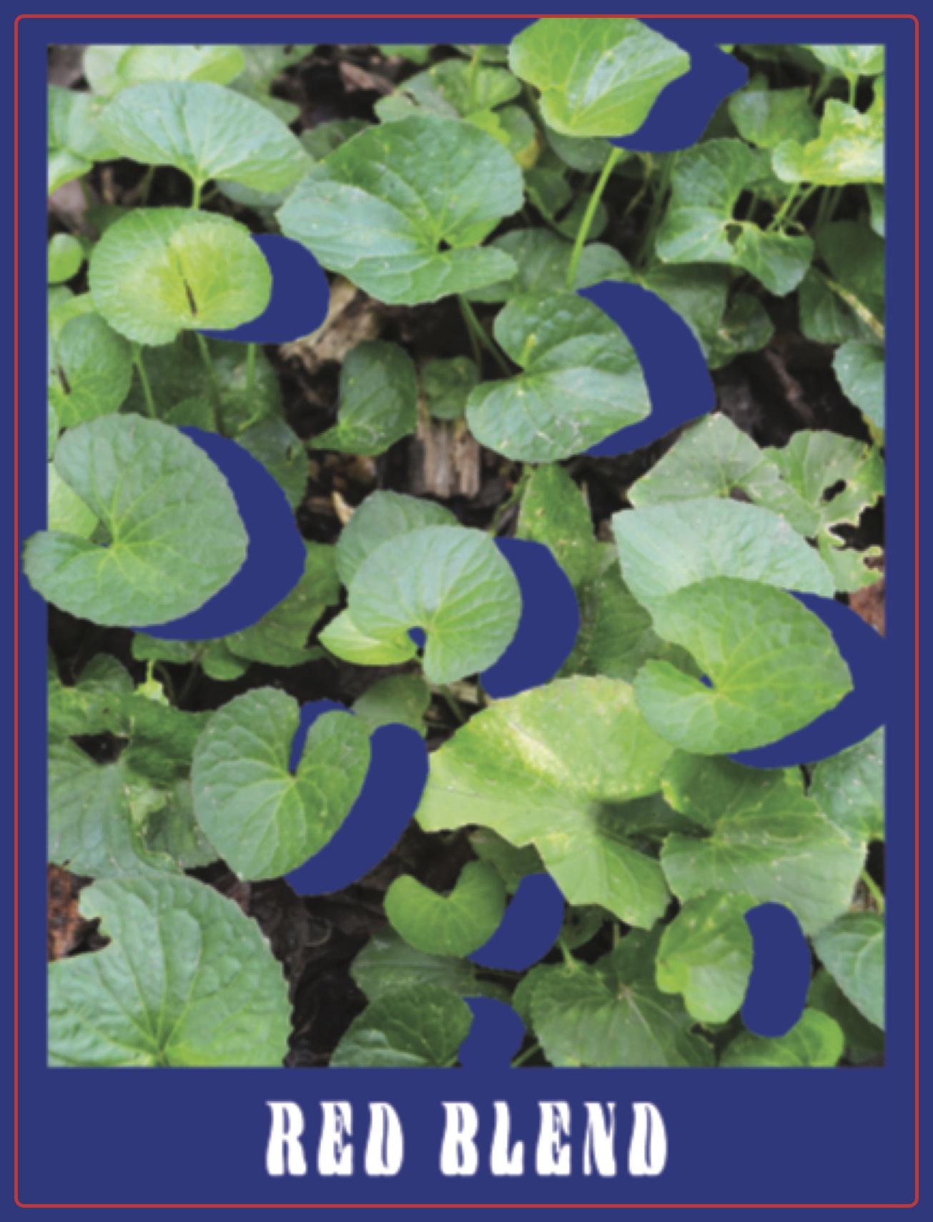 Red Blend
