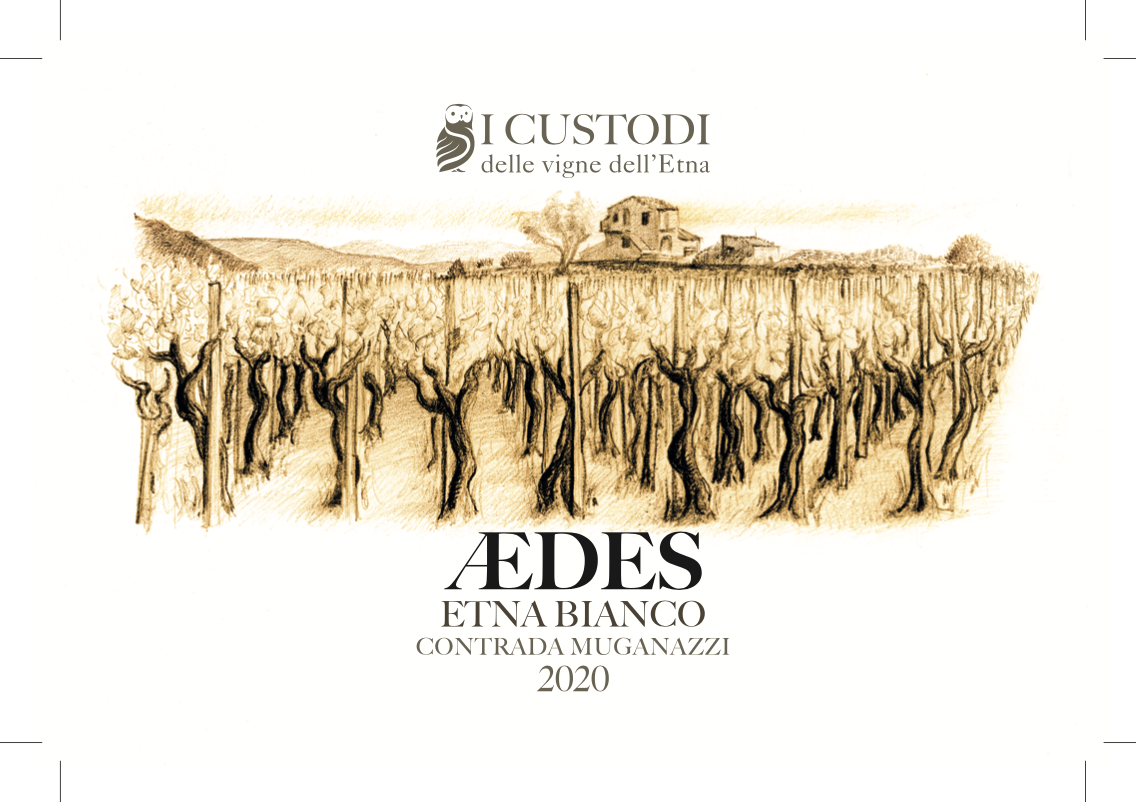 Aedes
