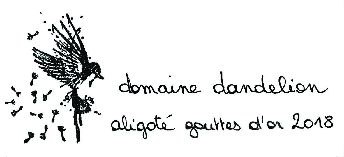 Dandelion White 2018