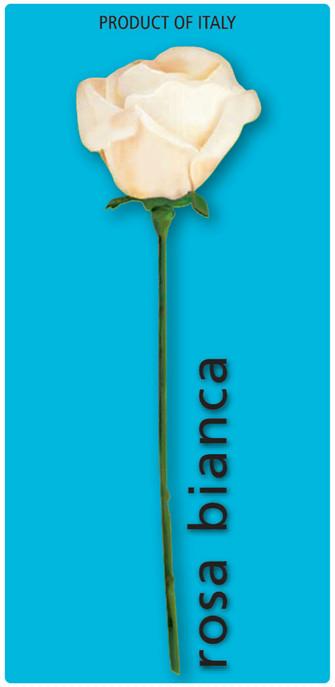 rosa bianca