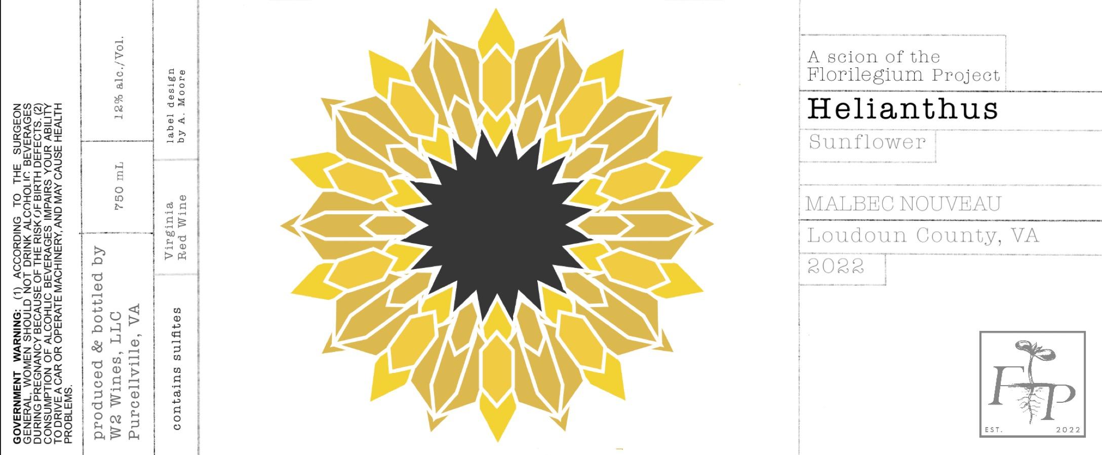 Helianthus Sunflower