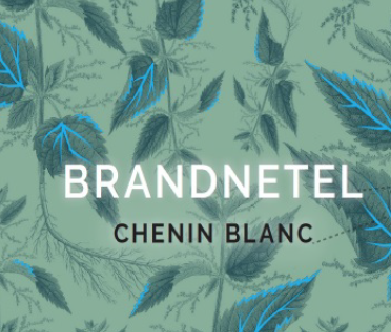 Brandnetel