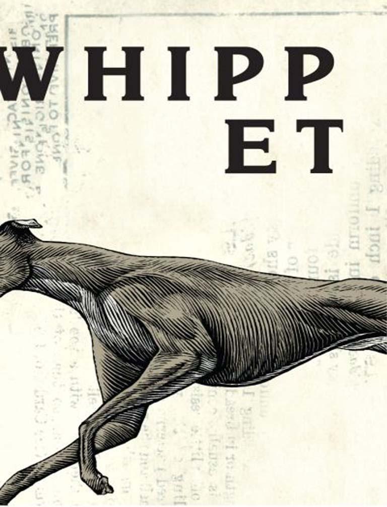 Whippet