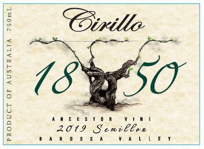 1850 Ancestor Vine