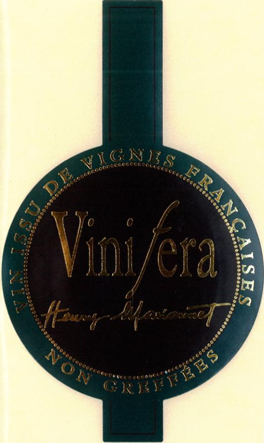 Vinifera
