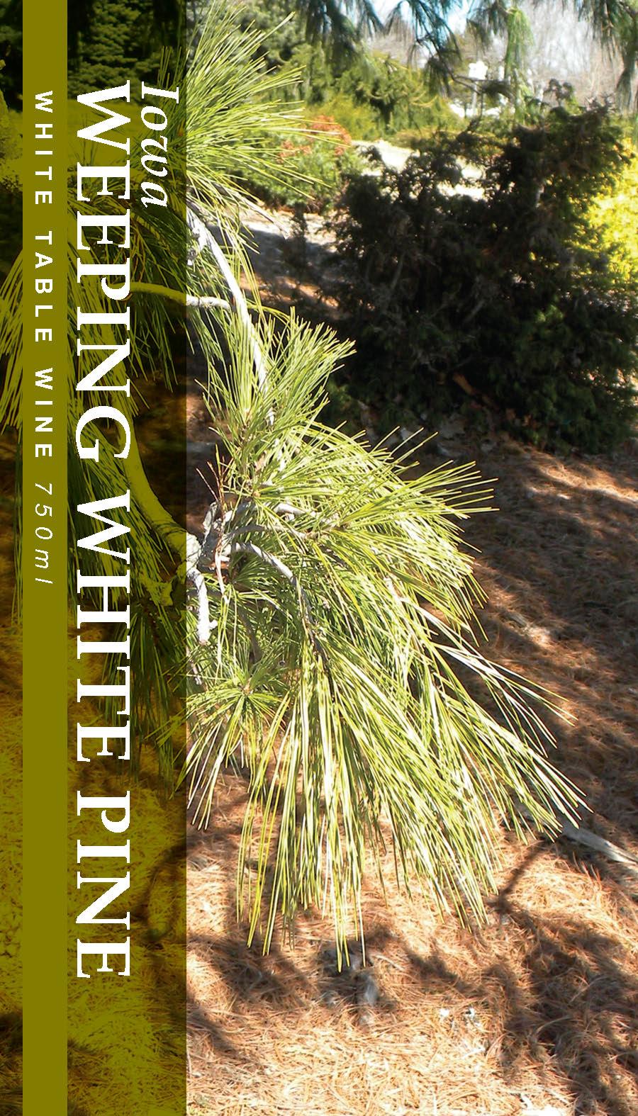 Weeping White Pine