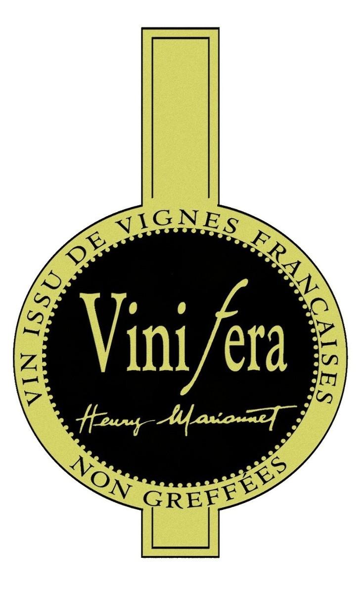 Vinifera