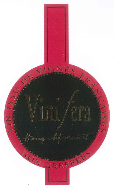 Vinifera